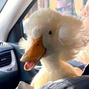 Meet your Posher, Jim